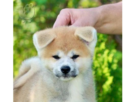PoulaTo: Akita Inu